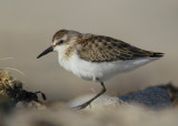 Semipalmated Sandpiper (note missing left leg)