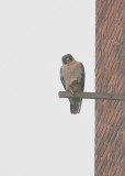 Peregrine looking south on nest box perch in light rain