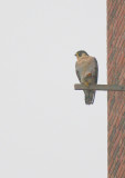 Peregrine looking west/facing south on nest box perch in light rain