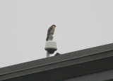Peregrine looking northeast atop rooftop security cam: west end of New Balance Bldg.