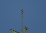 Peregrine: on weathervane top bulb facing west/looking east