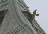 Peregrine in flight mode