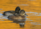Ringed-neck Duck pair