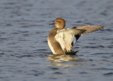 Gadwall