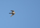 Peregrine flight action near AMCT