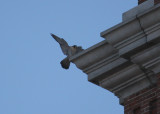 Other Peregrine landing after chase; NW ledge below clock face