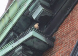 Peregrine ripping at prey; ledge diag above/left west clock face
