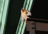 Peregrine scratching on morning perch