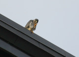 Peregrine: on north edge of NB roof in pre-takeoff mode