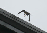 Peregrine: on north edge of NB roof in takeoff mode