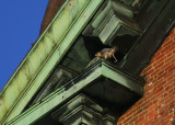 Peregrine on ledge; ledge diag above/to left of west clock face (defecating)