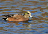 American Wigeon