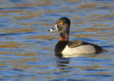 Ringed-neck Duck