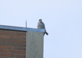Peregrine perched