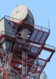 One atop cell tower; one perched lower right area