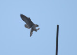 Peregrine landing on short antenna; south side of rooftop