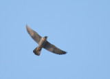 Peregrine in flight