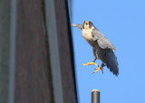 Peregrine: lifting up from antenna