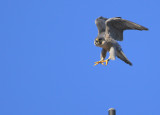 Peregrine: Peregrine: lifting up from antenna