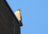 Peregrine: perched on rooftop corner