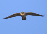 Peregrine: glide mode