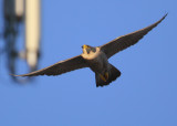 Peregrine: turning glide