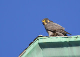 Peregrine: meal time