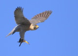 Peregrine: with prey