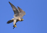 Peregrine: with prey