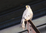 Peregrine: perched on lift beam