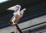Peregrine: departing lift beam
