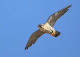 Peregrine: gliding
