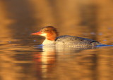 Common Merganser, female