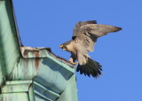 Peregrine: touching down