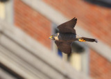 Peregrine: cruising