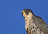 Peregrine: profile head and shoulder