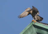 Peregrine: shifting position