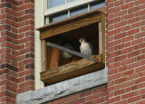 Peregrine: perched on window sill of nest box