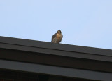 Peregrine: south side roof of NB Bldg.