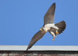 Peregrine: departing roof downglide mode