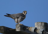 Peregrine: atop utility pole south side of street
