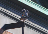 Peregrines: male preparing to mount with closed toes and feet turned inward