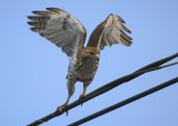 Red-tailed Hawk