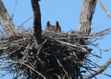 Great Horned Owl on nest
