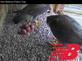 Peregrines changing guard: incubation