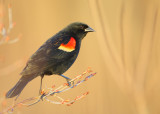 Red-winged Blackbird