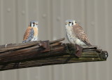 Kestrel pair perched near nest