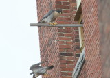 Peregrine: male departs below, female on perch