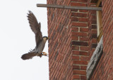 Peregrine: female ready to land on ledge outside nest