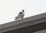 Peregrine: male on west wind rooftop